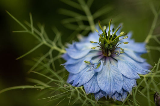 L’huile de Nigelle (cumin noir) : une huile unique, à la fois végétale et essentielle